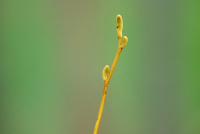 Magnolia salicifolia - šácholan vrbolistý - pupen